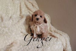 Toy Poodle - Ginger - Female