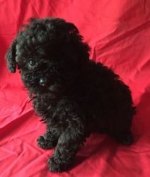 Solid black boy well socialized Toy Poodle