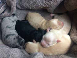 Toy Poodle / Pom puppies