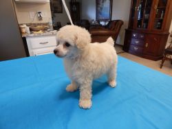 Male Toy Poodle Puppy