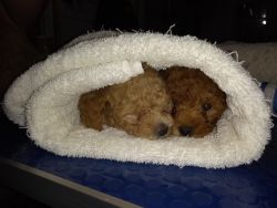 Toy Poodle puppies!