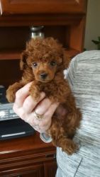 Akc Toy Poodle puppies