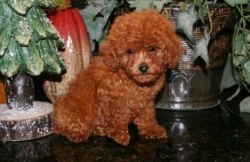 Toy Poodle Puppies for Sale.