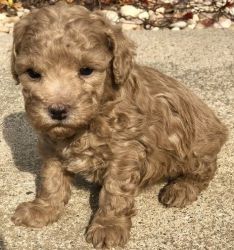 AKC Registered Toy Poodle puppies available