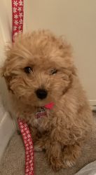 Toy poodle 8months for sale