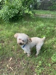 Loving Male Toy Poodle