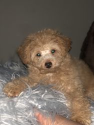 Toy poodle male puppy