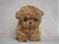 Toy Poodle Puppies=[marcbradly1.9.7.5 '@'g.m.a.i.l.c.o.m