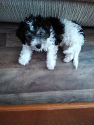 Puppy for sale toy poodle