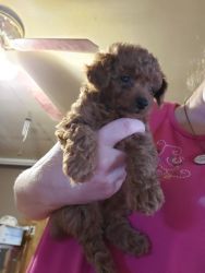 Female red toy poodle