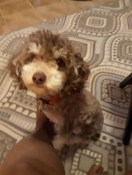 Toy poodle brown and tan