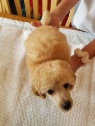 Akc registered Toy poodle puppies