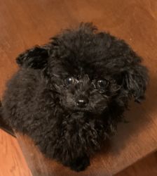 Teacup Toy Poodle