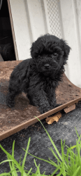 Six week old toy poodle mix puppies