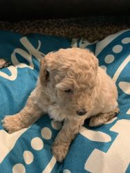 Apricot toy female poodles now low or no shading dog