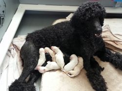 Poodle Litter Apricot & Cream Girl