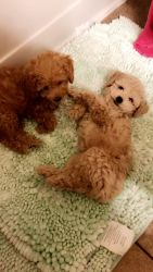 Toy Poodles for sale