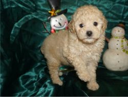 Very Intelligent Toy Poodle puppies
