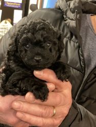 Female toy poodle puppy