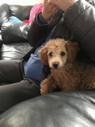 Male Toy Poodle For Sale