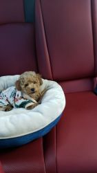 2 month old male toy poodle