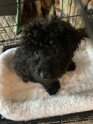 Male Toy Poodle