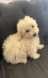 Male French toy poodle