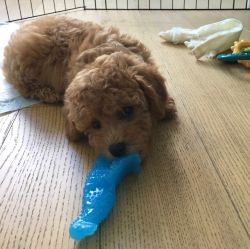 Baby Toy Poodle Available