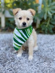 Puppy toy poodle mix