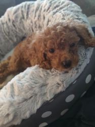 Red Tiny Toy Parti Poodle (Female)
