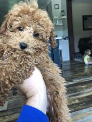 Toy Poodle - Male -4 months