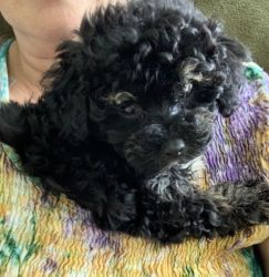 Toy Poodle purebreed
