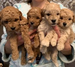 Toy Poodle puppies for adoption