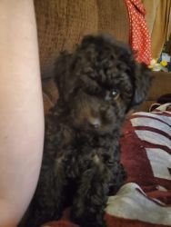Toy poodle (F)