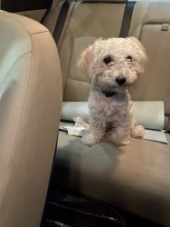 Rehome Toy Poodle