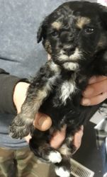 Ready Dec 24 Snickers boy toy poodle