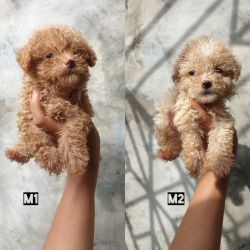 Adopt Toy Poodle Puppies