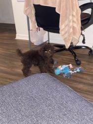 6 month old toy poodle fully vaccinated and potty trained