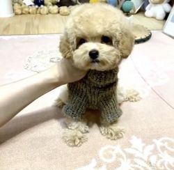Cutest cream Poodle for sale