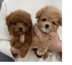 Toy Poodle puppies Ready now for New homes