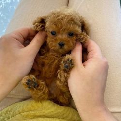 Red Tiny Toy Poodle puppies