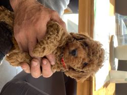 **kc Toy Poodle Puppies