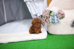 Home Breed Toy And Tea Cup Poodles Available