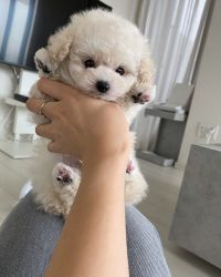 Top Quality Toy Poodle