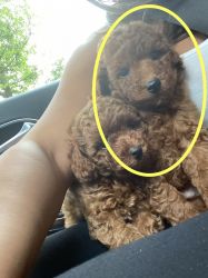 Baby Boy Toy Poodle