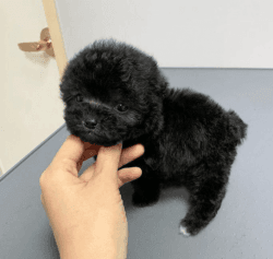 Available Toy poodle Pups