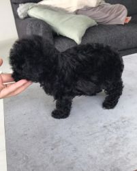 Toy poodle puppies ready