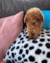 Outstanding Toy Poodle