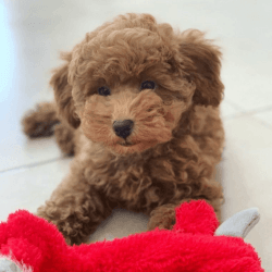 Toy poodle puppies ready