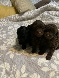 SMALL MALE TOY POODLE AVAILABLE